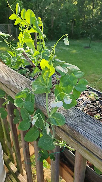 Sweet Peas full Bloom & my two dogs.