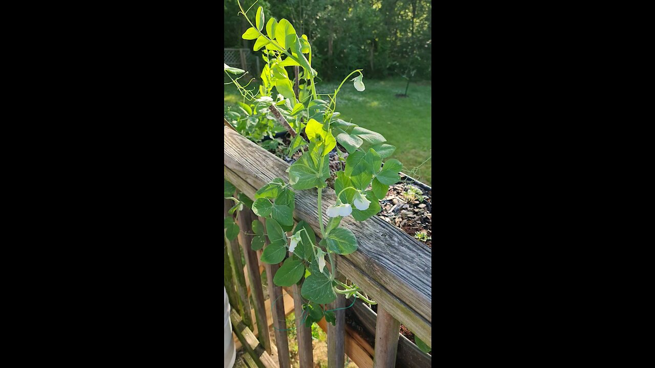 Sweet Peas full Bloom & my two dogs.