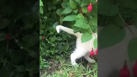 Angry Little White Cat/Kitten 😍 🥰 😘 #viral