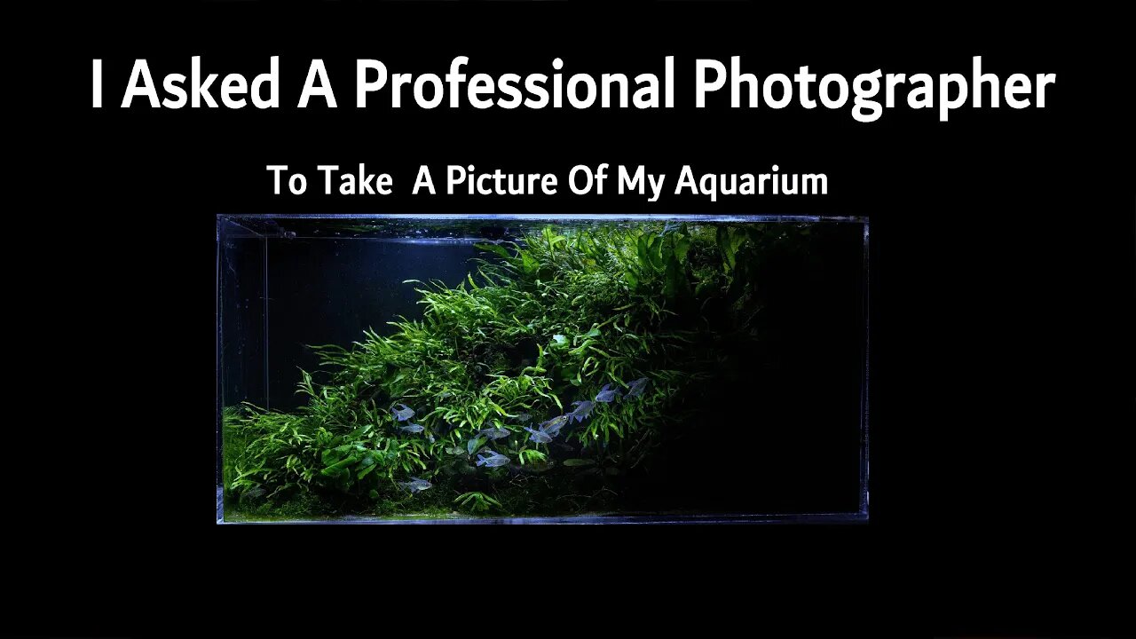 HOW TO: Photograph An Aquarium, I asked a professional photographer to take a picture of my aquarium