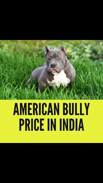 American bully - Pitbull🔥dog status - Pitbull lover😍- Pitbull dog fight scene - Dangerous dog breeds