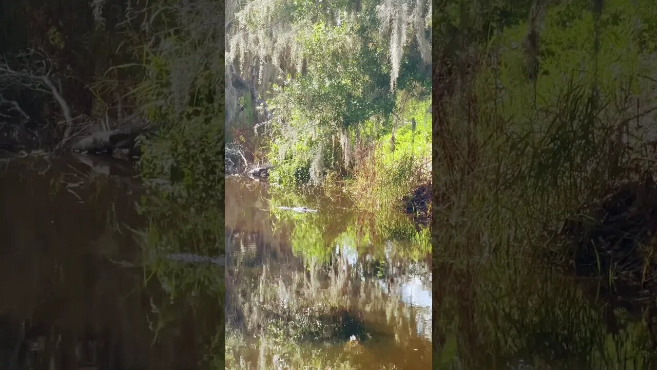 SPOT the turtle
