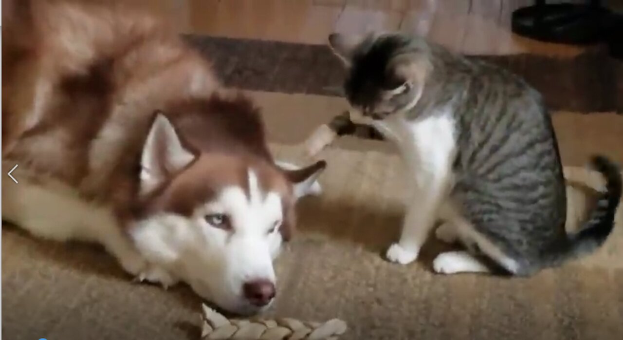 Cute Cat Bullying Husky Dog