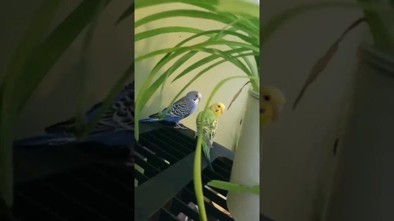 Sneaking Up On My Budgies 😂 #shorts #budgies #funny #birds #animallover #youtubeshorts