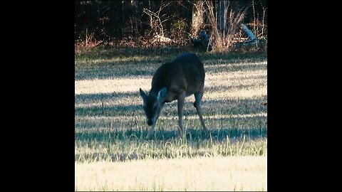 Deer in a Field