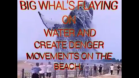 BIG WHALE FLAYING DANGER MOVEMENTS.