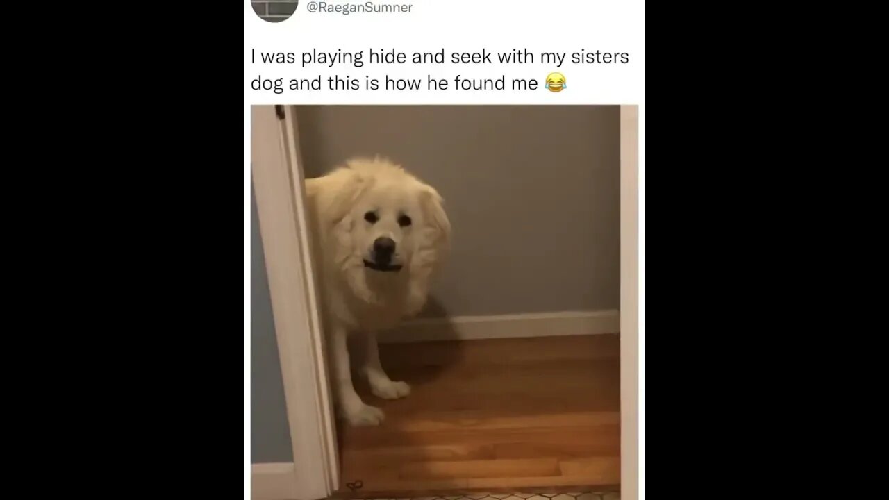 Adorable doggo found her sister.