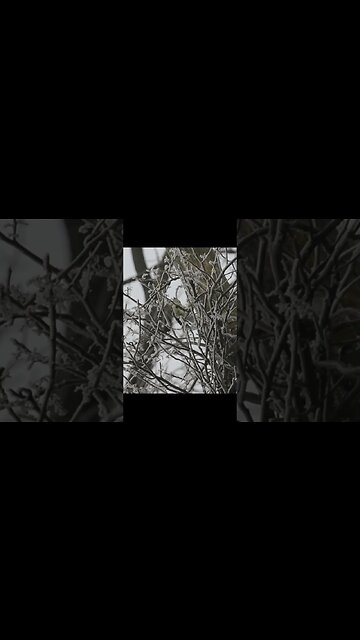 Downy Woodpecker Call