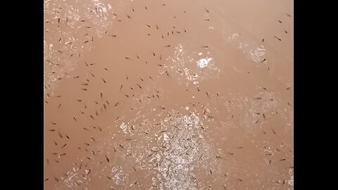 Small fish farming in ponds