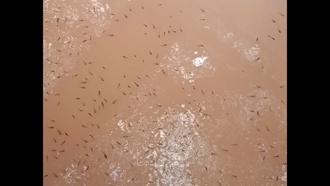 Small fish farming in ponds