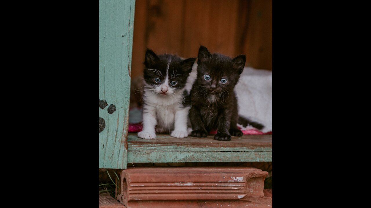 Funny Babe Cat Videos Compilation