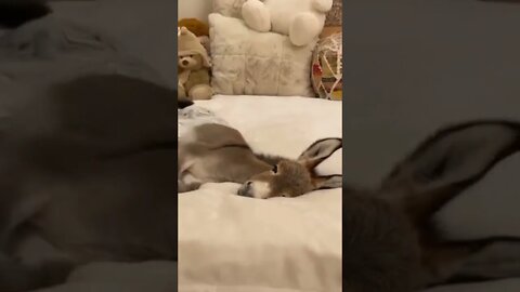 Nap Time