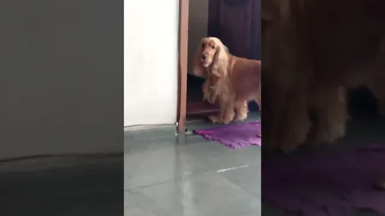 dog , shorts