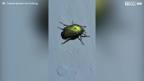 Alguma vez viu um besouro a fazer cocó?