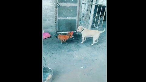 Chicken_VS_Dog_Fight | Funny_Dog_Fight_Videos