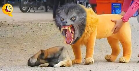 Prank dog funny & fake lion & fake tiger