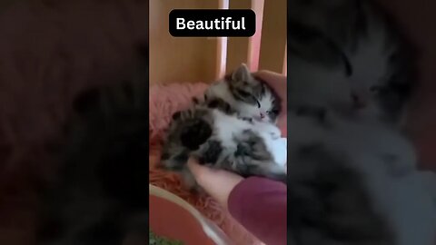 Beautiful Funniest Cat Videos 2023 😂 Funny Cats 🐱 #cute #cat #shorts