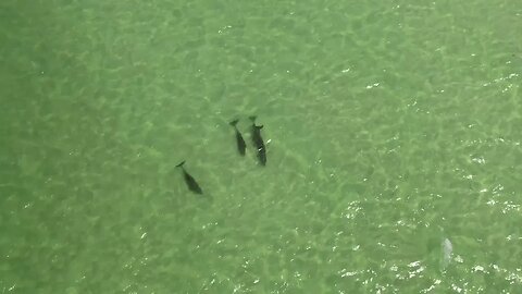 North Anclote Island Dolphins