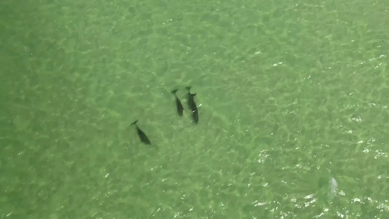 North Anclote Island Dolphins