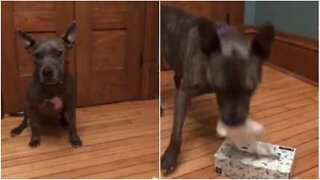 Cão leva lenços à sua dona