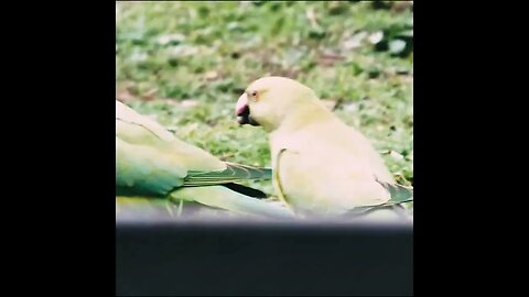 parakeet