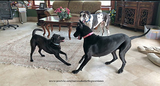 Great Danes and Friends Play Monkey in the Middle