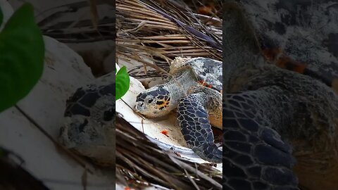 SEA TURTLE ON ITS WAY TO LAY EGGS #Shorts