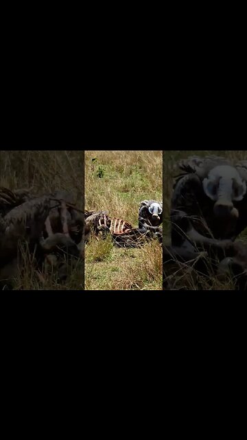 Cleaning Up #shorts | #ShortsAfrica