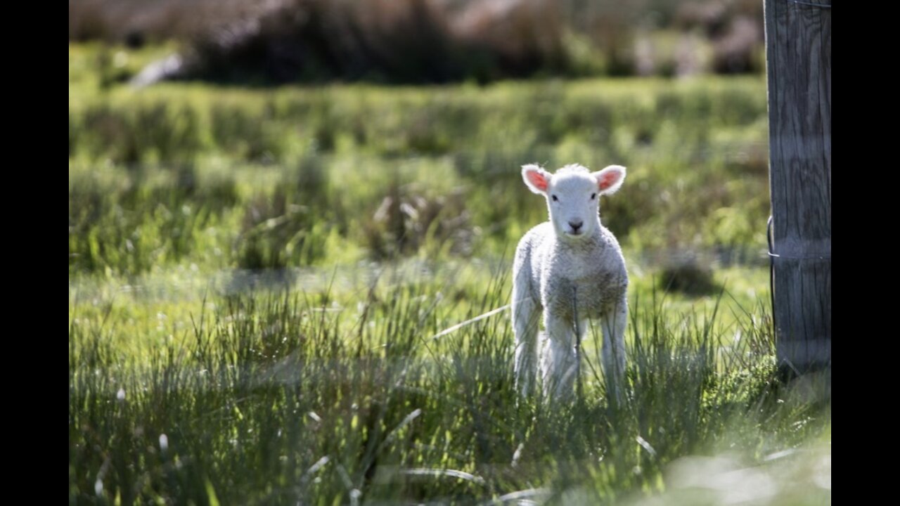 Queen Elsa the Snow Sheep has been Found!