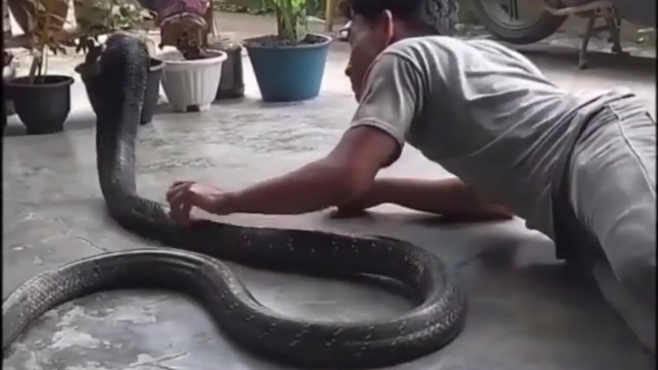 Do you dare to play with this Cobra Snake?