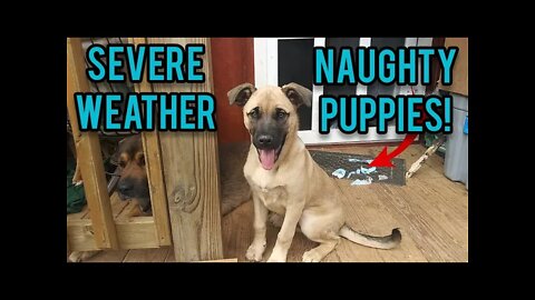 Severe Weather | Naughty Puppies - Ann's Tiny Life