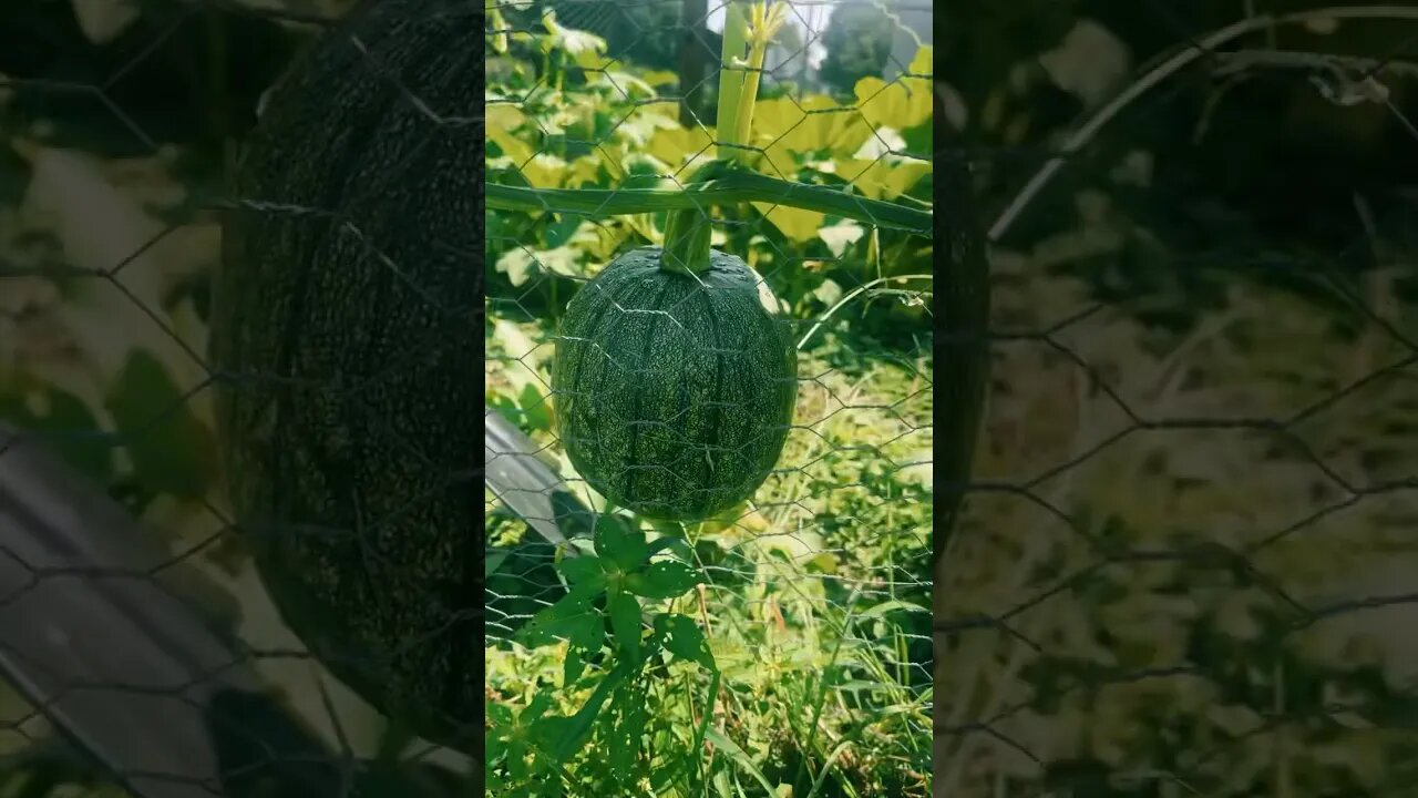 Pumpkin Patch Update #pumpkin #pumpkinpatch #gardening #asmr #homestead #foryou #fyp #farmlife