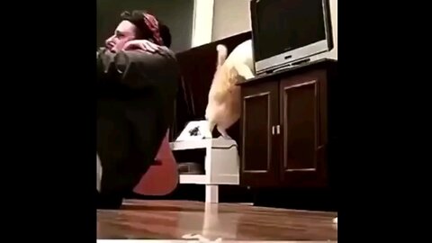 funny cat video