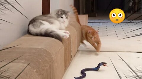 How Dog and Cat React To See Cobra