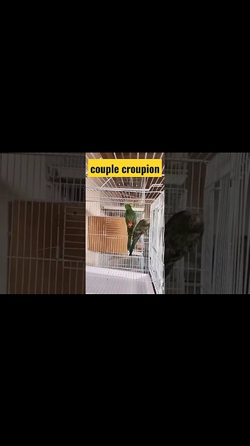 couple croupion très rare