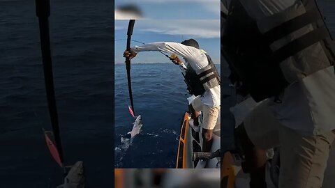 Jet ski Jigging In The Bahamas #fishing #bahamas #florida #deepsea #jigging