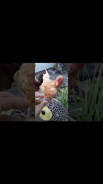 O PROBLEMA NÃO É SÓ BOLSONARO! SÃO TODOS! 👉 ATRAVÉS DO VOTO VOCÊ NÃO VAI MUDAR NADA!