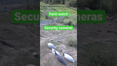 Farm cam: monitoring animals