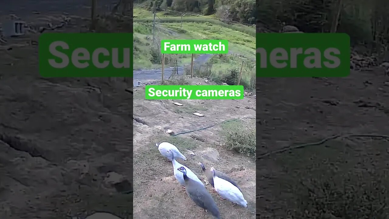 Farm cam: monitoring animals