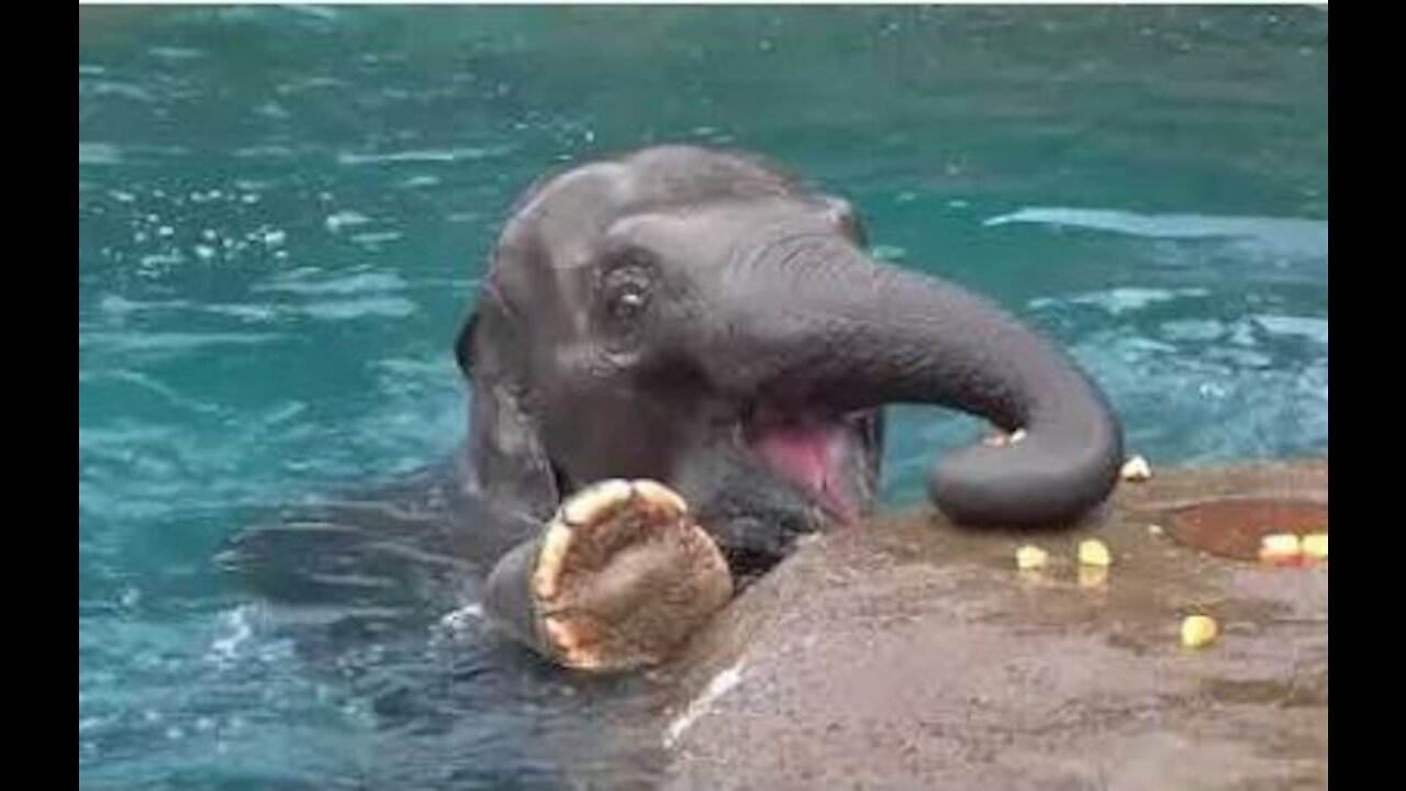 The Apple Addicted Elephant enjoying a quick swim