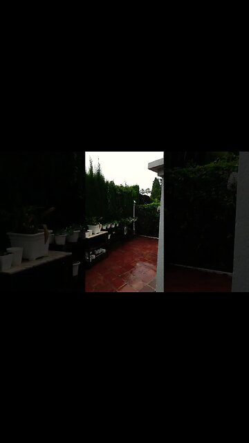 Risk! ✅ Reward? 🤷🏼‍♀️ Phalaenopsis in the rain #ninjaorchids #shorts