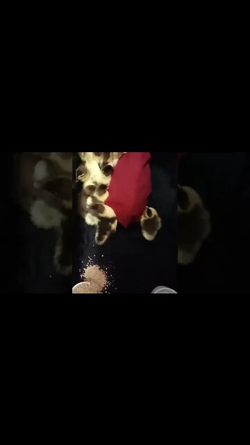 Muscovy Ducklings, a couple of days old, 14th November 2022