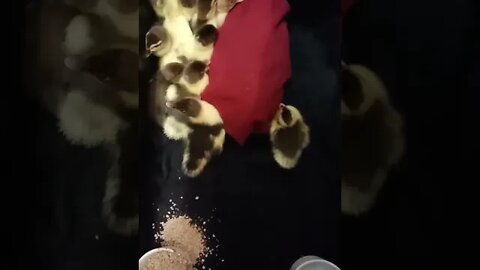 Muscovy Ducklings, a couple of days old, 14th November 2022