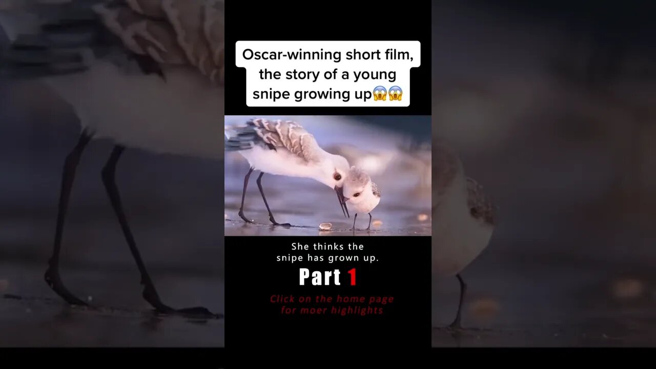 Oscar-winning short film, the story of a young snipe growing up😱😱 #film #movie #piper