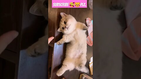 so cute cat baby! lovely moments p- 50 ||🐱🥰😽||