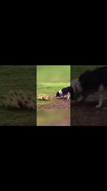 Australian Shepard Herds Cute Ducks