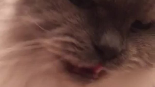 Funny Cat Has Bitten More Than She Can Chew