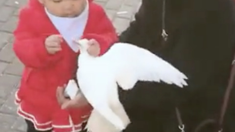 Watch How This Kid Feeds The Birds