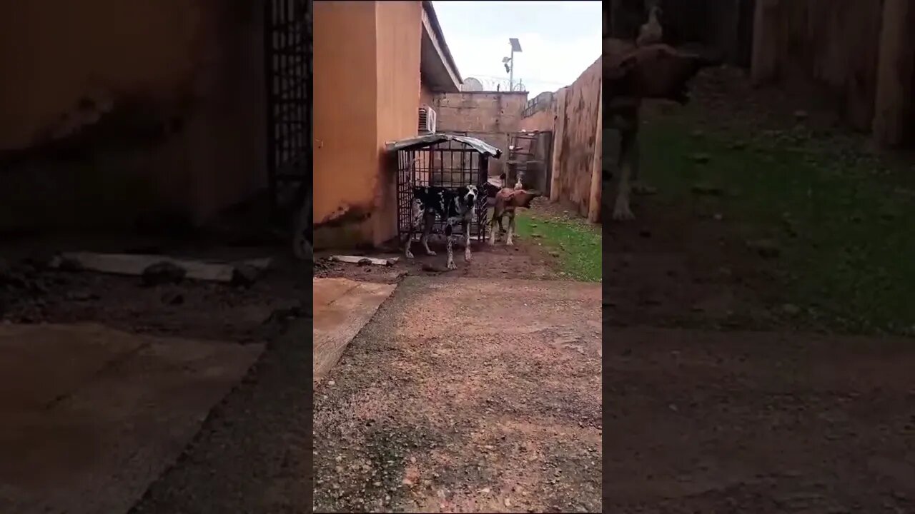 great Dane vs bullmastiff barking competition #dogbarking #shorts #competition #dog #viral