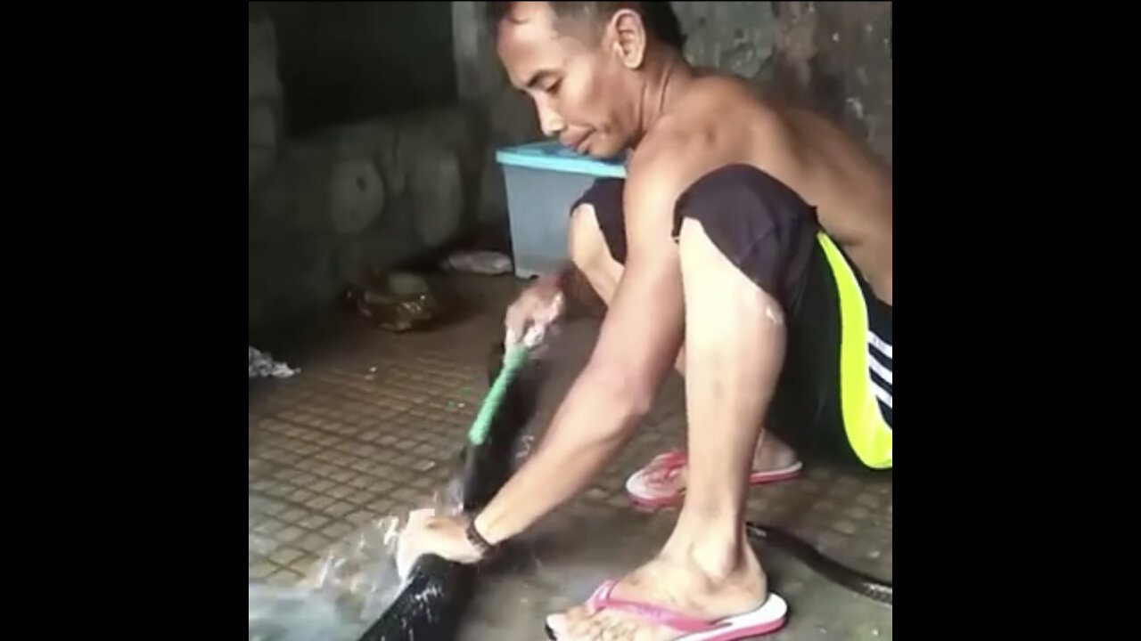 Man giving bath to a dangerous and venomous asian King Cobra..